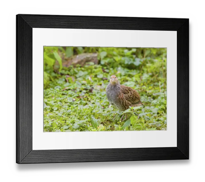 Framed Print : A grey partridge (Perdix perdix) Framed Print : A grey partridge (Perdix perdix)