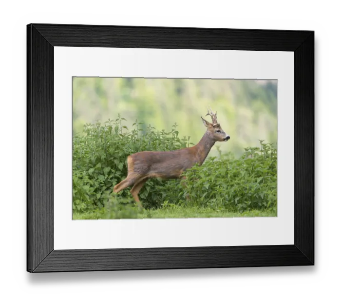 Framed Print : One male Roe Deer, Roe buck (Capreolus capreolus)