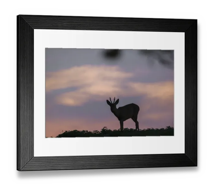 Framed Print : A roebuck (Capreolus capreolus) stands on a meadow at dawn