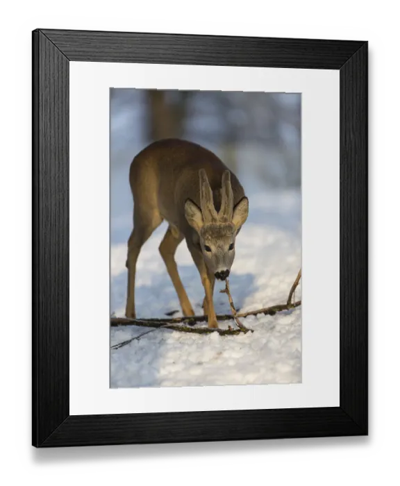 Framed Print : One male Roe Deer, (Capreolus capreolus) Framed Print : One male Roe Deer, (Capreolus capreolus)