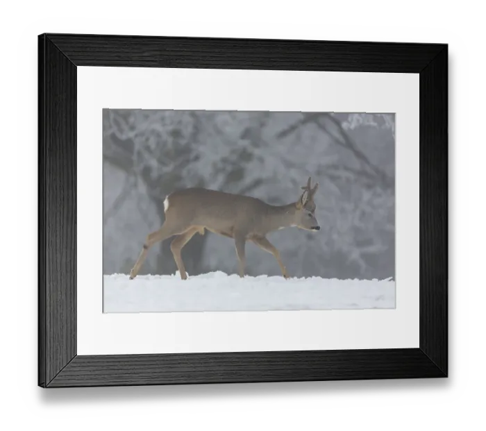 Framed Print : One male Roe Deer, (Capreolus capreolus)