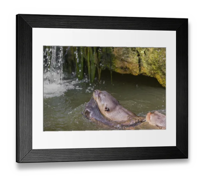 Framed Print : An adult giant otter or giant river otter (Pteronura brasiliensis)