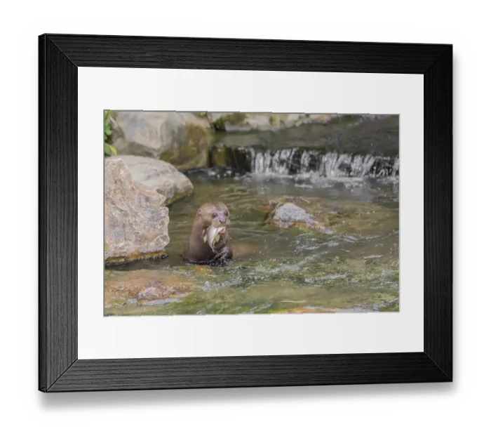 Framed Print : An adult giant otter or giant river otter (Pteronura brasiliensis) Framed Print : An adult giant otter or giant river otter (Pteronura brasiliensis)
