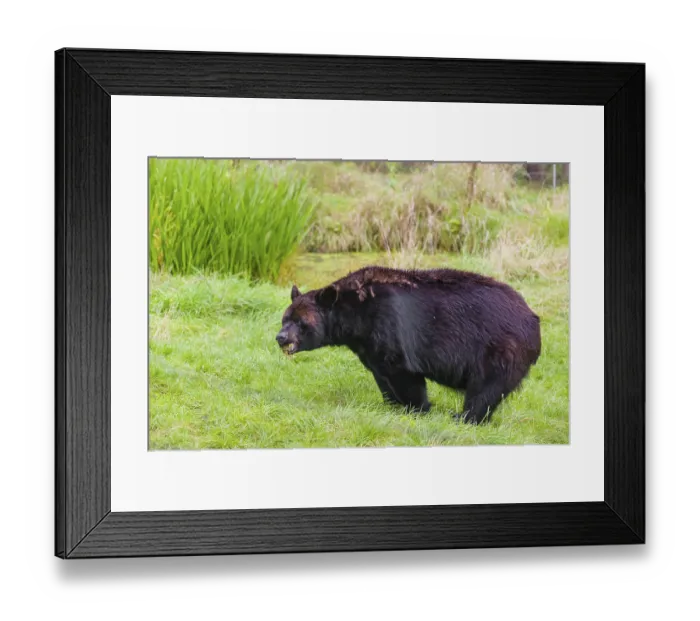 Framed Print : An American black bear (Ursus americanus)
