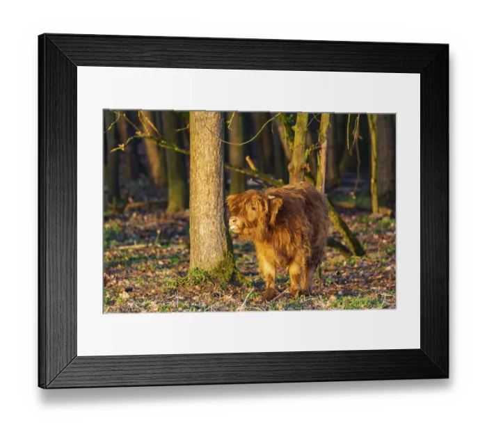 Framed Print : One Highland calf (Bos (primigenius) taurus) walks through a forest Framed Print : One Highland calf (Bos (primigenius) taurus) walks through a forest