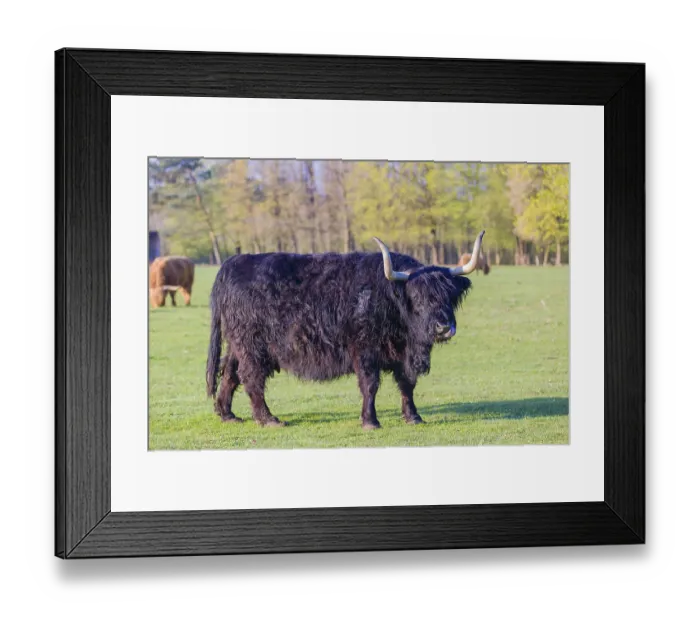 Framed Print : One Highland cow (Bos primigenius) taurus) grazes on a pasture at a forest edge Framed Print : One Highland cow (Bos primigenius) taurus) grazes on a pasture at a forest edge