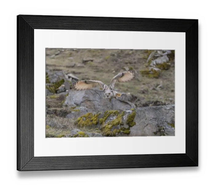 Framed Print : One Siberian Eagle Owl (Bubo bubo sibiricus) flying over mossy rocks with rocks and grass in the background Framed Print : One Siberian Eagle Owl (Bubo bubo sibiricus) flying over mossy rocks with rocks and grass in the background