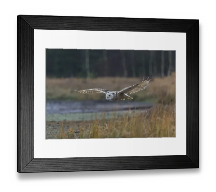Framed Print : One Siberian Eagle Owl (Bubo bubo sibiricus) flying over tall reed grass lakeshore on an autumnal misty cold morning