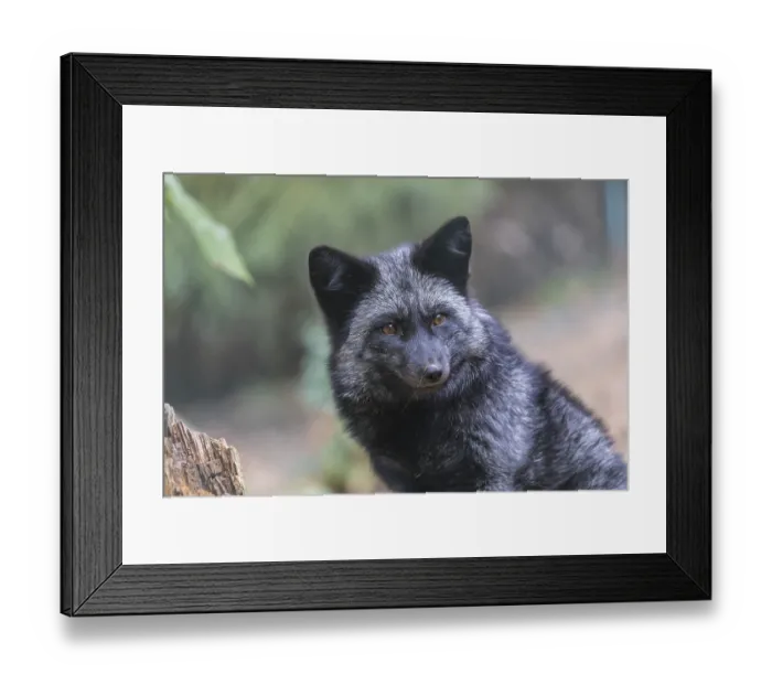Framed Print : One silver fox (Vulpes vulpes) sitting behind a rotten tree stump and hidden behind some green leafes
