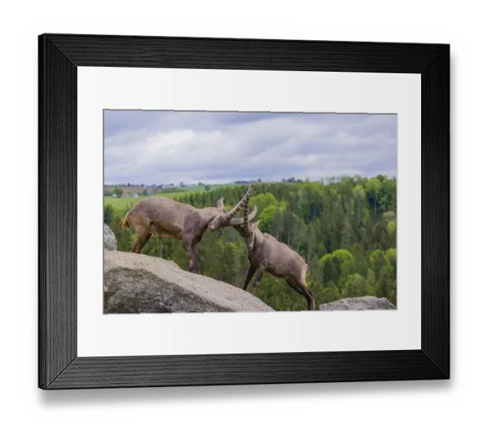 Framed Print : Two young male ibex (Capra ibex) playfight on rocks