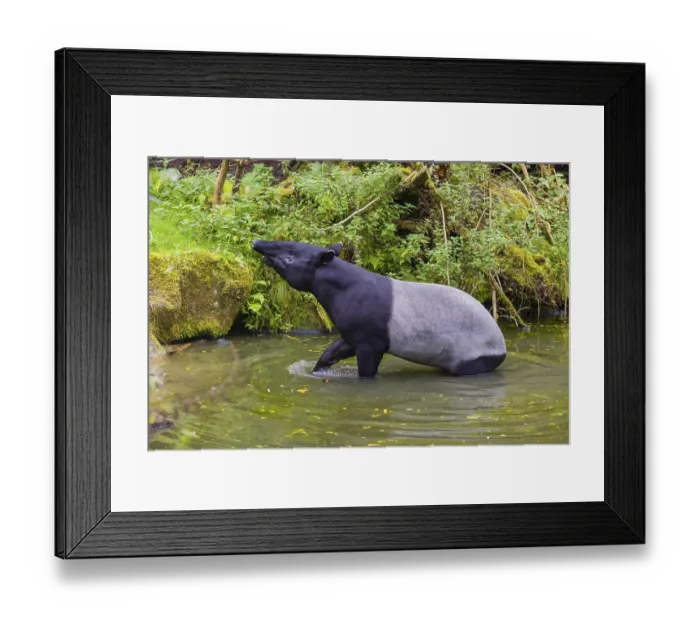 Framed Print : A Malayan tapir (Acrocodia indica) leaves the shallow water of a river and slowly goes ashore