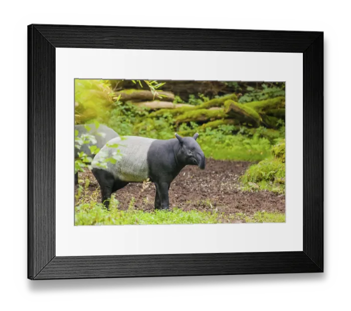Framed Print : A Malayan tapir (Acrocodia indica) stands in a small forest clearing Framed Print : A Malayan tapir (Acrocodia indica) stands in a small forest clearing
