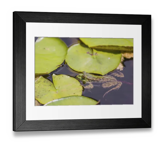 Framed Print : A common water frog, Pelophylax kl Framed Print : A common water frog, Pelophylax kl