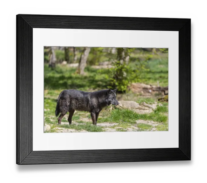 Framed Print : One Timberwolf, Canis lupus lycaon Framed Print : One Timberwolf, Canis lupus lycaon
