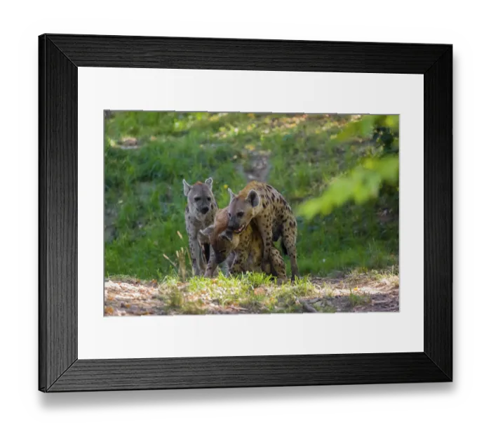 Framed Print : A mating couple of spotted hyena (Crocuta crocuta)