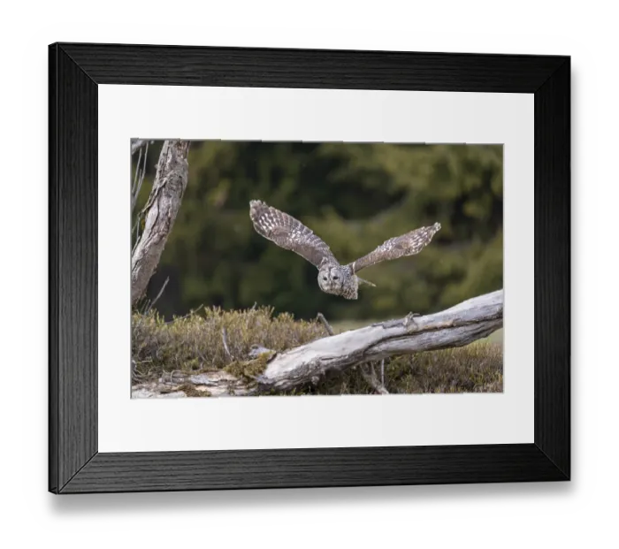 Framed Print : One tawny owl or brown owl (Strix aluco) starting off of a branch for a hunt