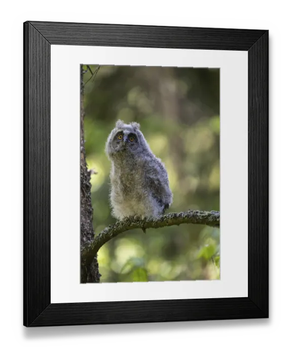 Framed Print : One young long-eared owl (Asio otus)