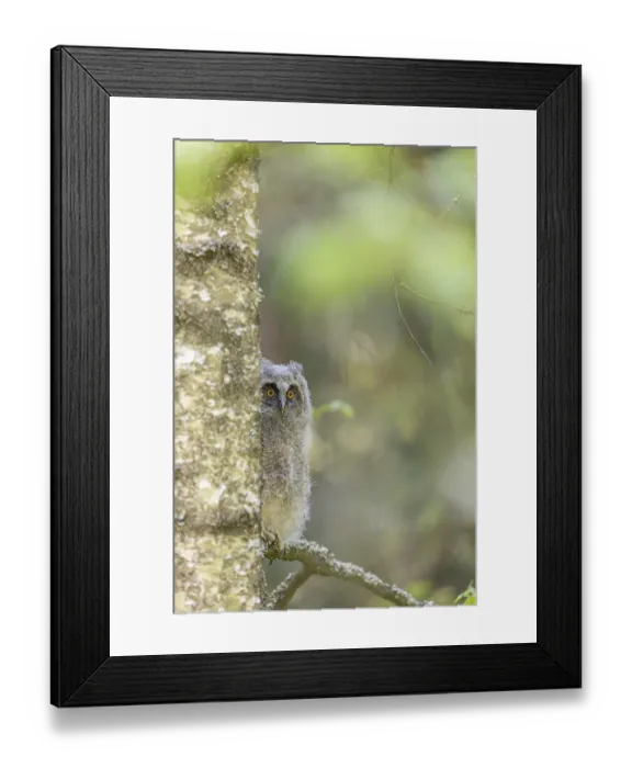 Framed Print : One young long-eared owl (Asio otus) Framed Print : One young long-eared owl (Asio otus)