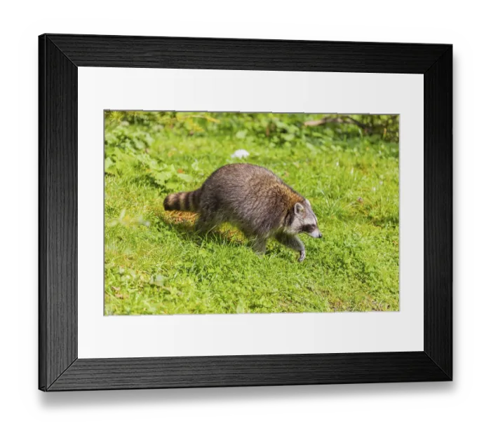 Framed Print : One Raccoon, Procyon lotor, walks over a green meadow