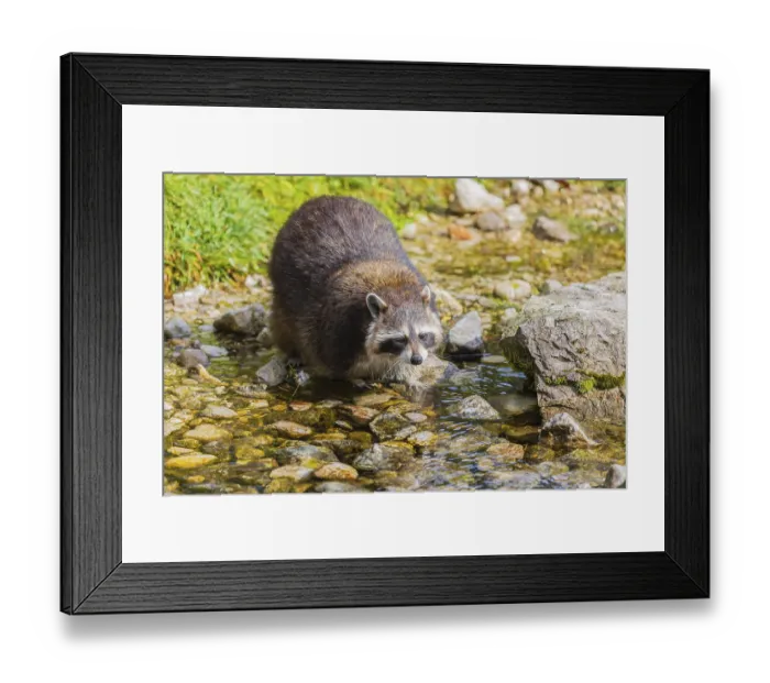 Framed Print : One adult Raccoon Procyon lotor
