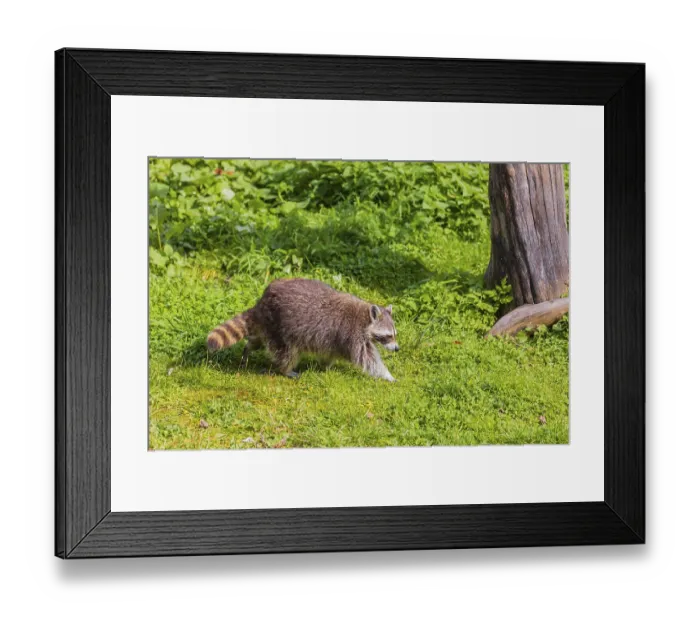 Framed Print : One adult Raccoon, Procyon lotor Framed Print : One adult Raccoon, Procyon lotor