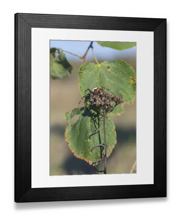 Framed Print : One Argiope bruennichi (wasp spider)sitting on a dry plant Framed Print : One Argiope bruennichi (wasp spider)sitting on a dry plant