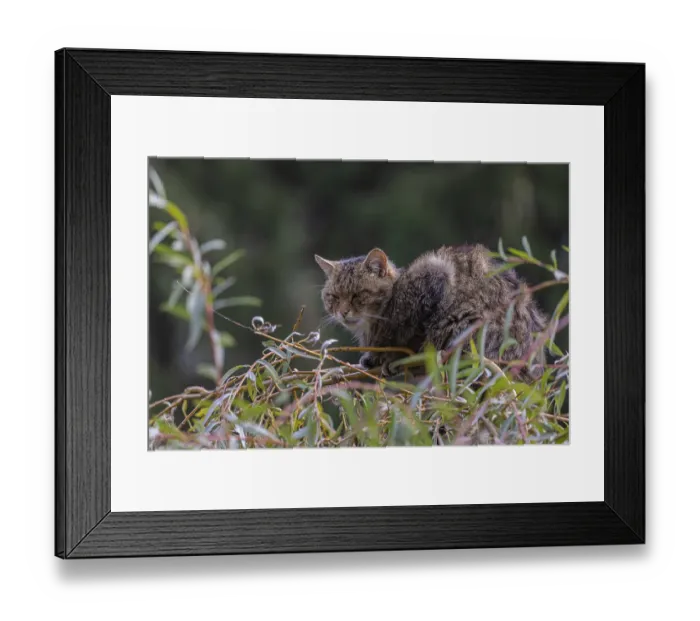 Framed Print : One European wildcat, Felis silvestris silvestris