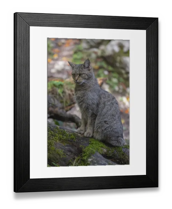 Framed Print : One European wildcat, Felis silvestris silvestris Framed Print : One European wildcat, Felis silvestris silvestris