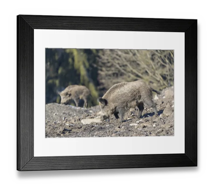 Framed Print : Wild boar or wild pig (Sus scrofa) Framed Print : Wild boar or wild pig (Sus scrofa)
