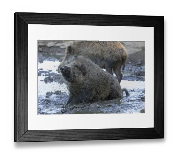 Framed Print : One male wild boar or wild pig (Sus scrofa)