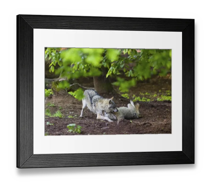 Framed Print : Two adult male eurasian gray wolves (Canis lupus lupus)