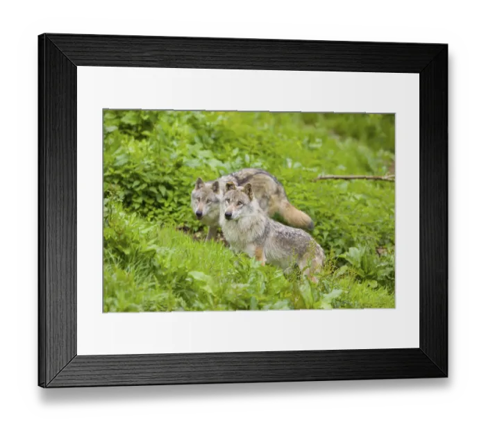 Framed Print : Two eurasian gray wolves (Canis lupus lupus) run over a green meadow in an open forest Framed Print : Two eurasian gray wolves (Canis lupus lupus) run over a green meadow in an open forest