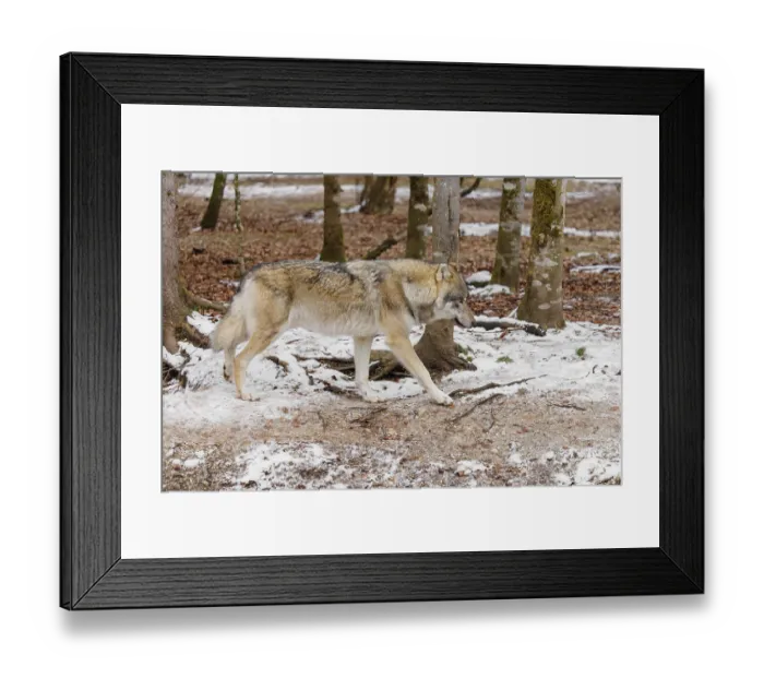 Framed Print : A young grey wolf (Canis lupus lupus) runs across the snow-covered forest floor at the edge of a forest on a cold Framed Print : A young grey wolf (Canis lupus lupus) runs across the snow-covered forest floor at the edge of a forest on a cold