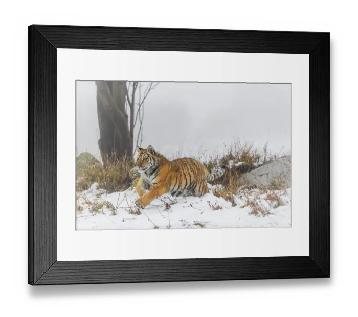Framed Print : One young Siberian Tiger, Panthera tigris altaica