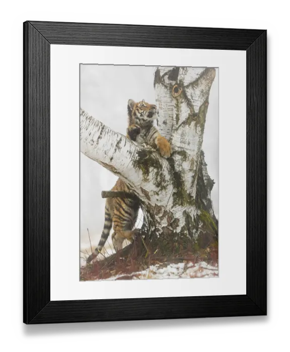 Framed Print : One young Siberian Tiger, Panthera tigris altaica