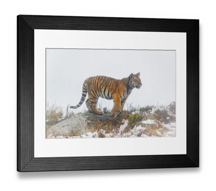 Framed Print : One young Siberian Tiger, Panthera tigris altaica Framed Print : One young Siberian Tiger, Panthera tigris altaica