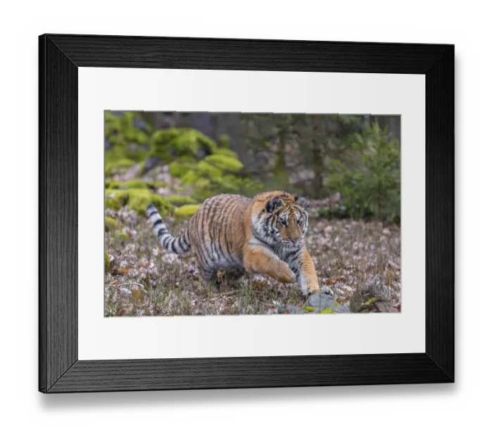 Framed Print : One young female Siberian Tiger Framed Print : One young female Siberian Tiger