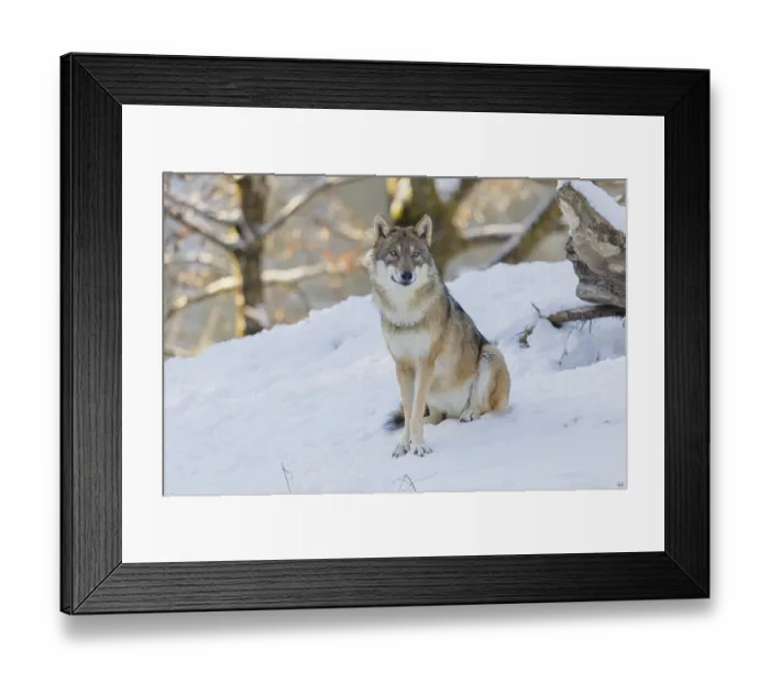 Framed Print : An adult female grey wolf (Canis lupus lupus) sits on the sloping