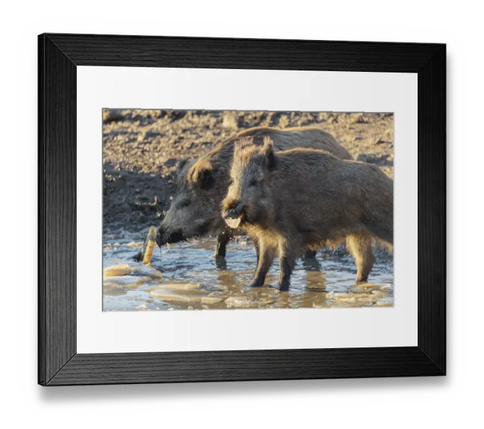 Framed Print : Two wild boar (Sus scrofa) crush the ice from a small frozen pond and eat it