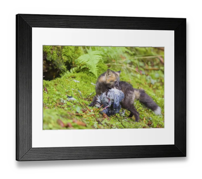 Framed Print : One young silver fox (Vulpes vulpes) eating a dove close to its den on the mossy forest floor