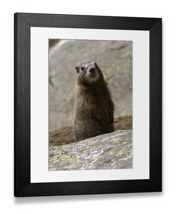 Framed Print : Yellow-belly Marmot (Marmota flaviventris)
