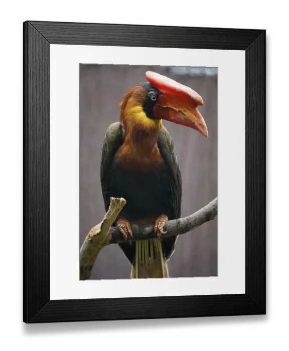 Framed Print : Rufous hornbill (Buceros hydrocorax)