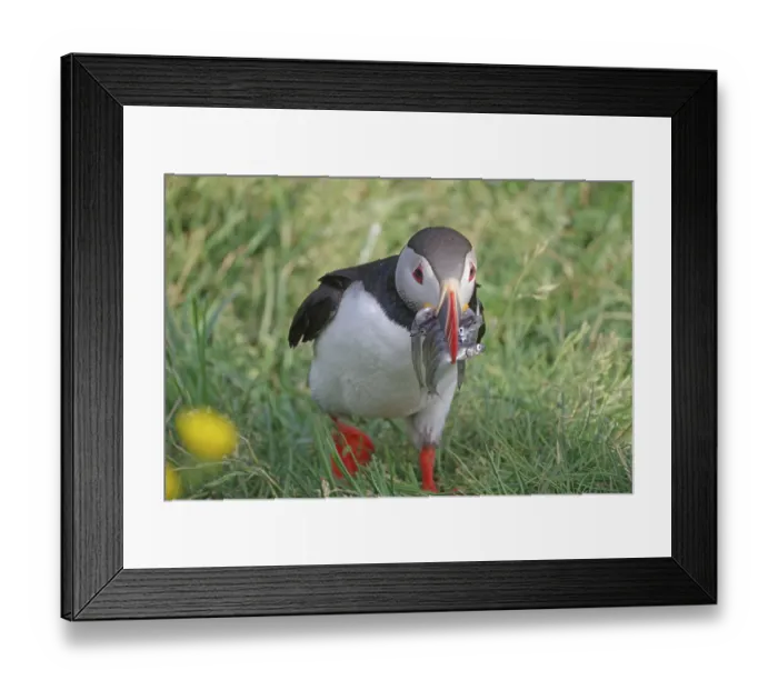 Framed Print : Puffin with sand eels in its beak Framed Print : Puffin with sand eels in its beak
