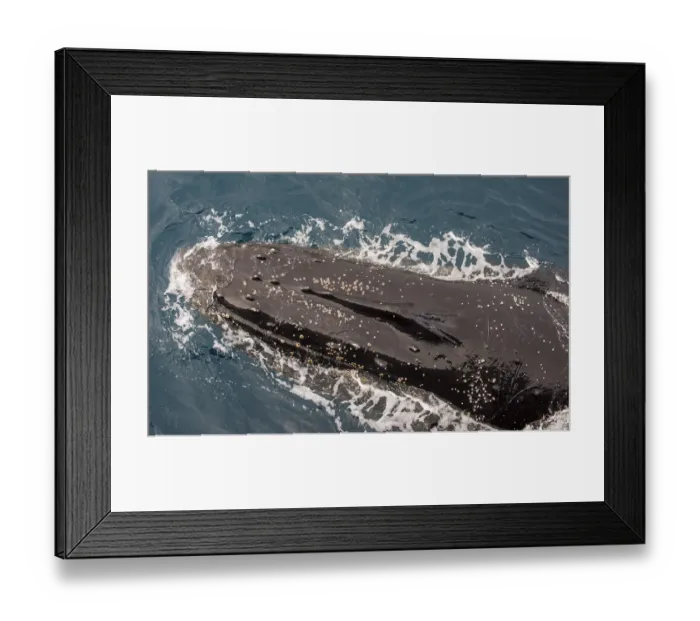 Framed Print : Humpback whale (Megaptera novaeangliae)