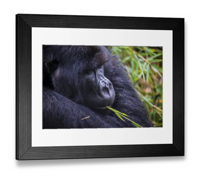 Framed Print : Mountain gorilla (Gorilla beringei beringei)