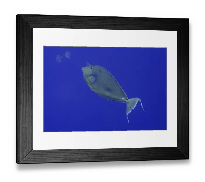 Framed Print : Blue-bladed nose-doctor (Naso unicornis) in front of a plain blue background