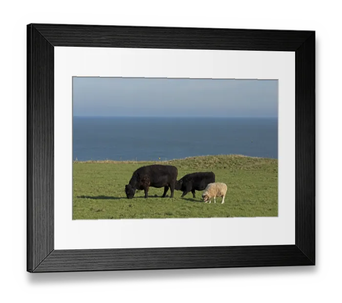 Framed Print : Cattle and rams grazing together