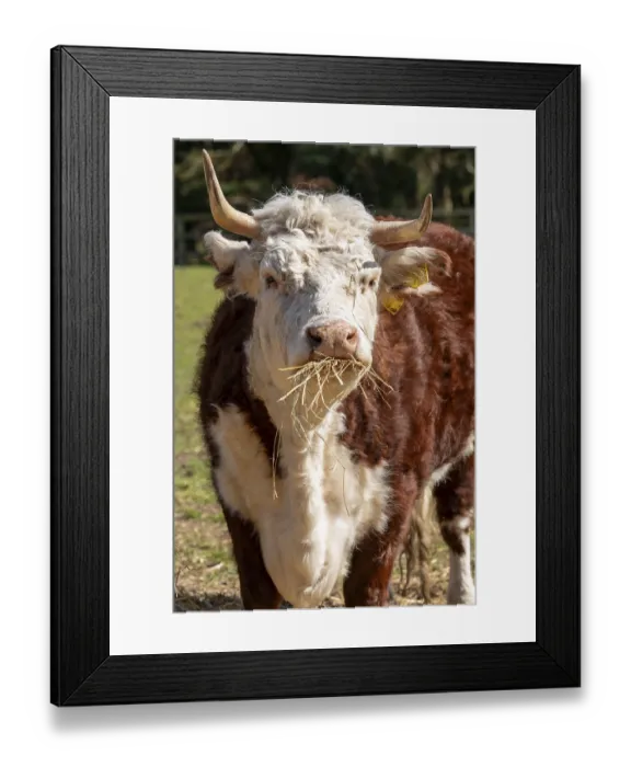 Framed Print : Cow eating hay, Wilmcote, Warwickshire