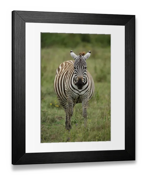 Framed Print : Plains zebra (Equus quagga) Lake Nakuru Kenya Africa