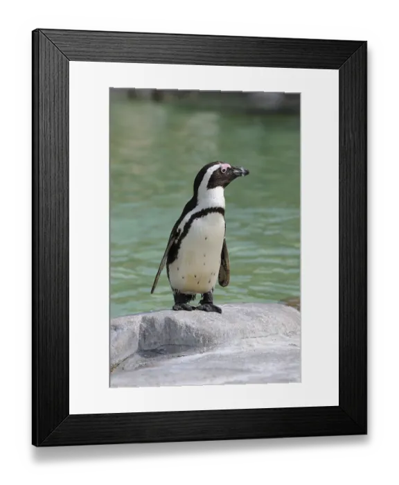 Framed Print : African Penguin (Spheniscus demersus)